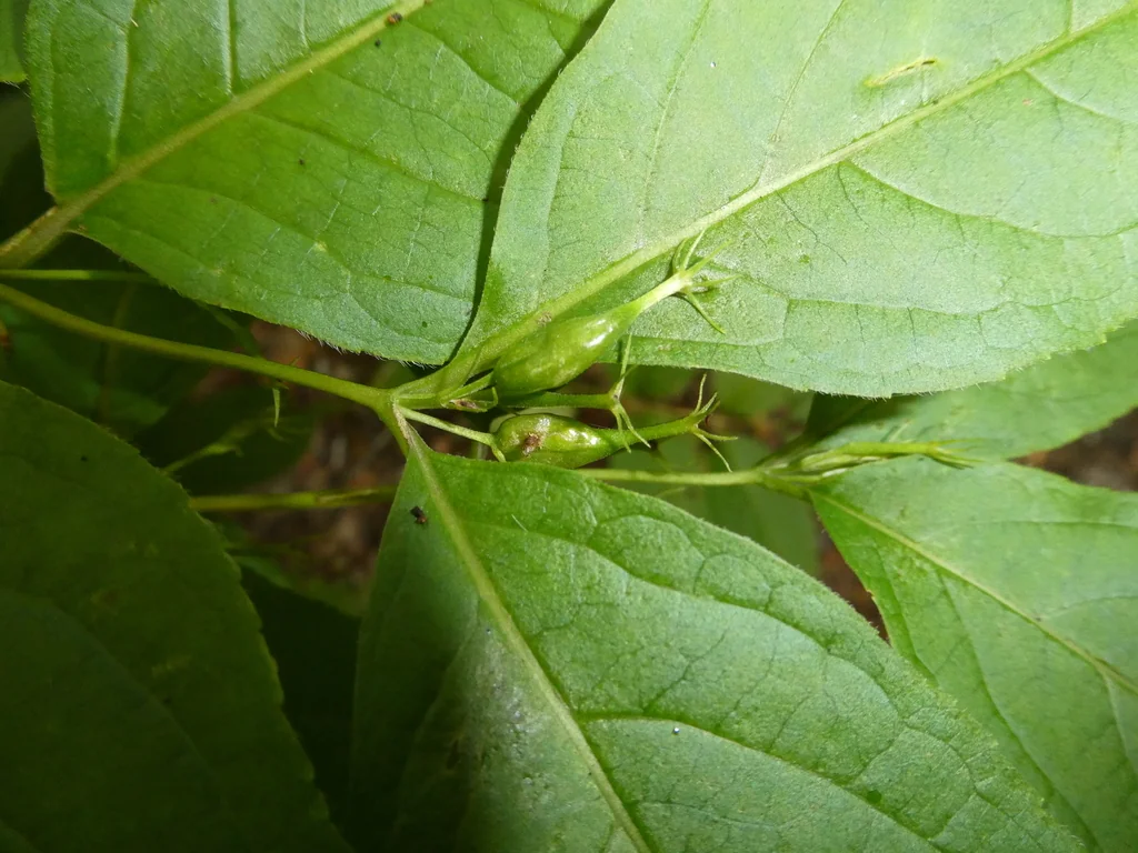 Diervilla Lonicera