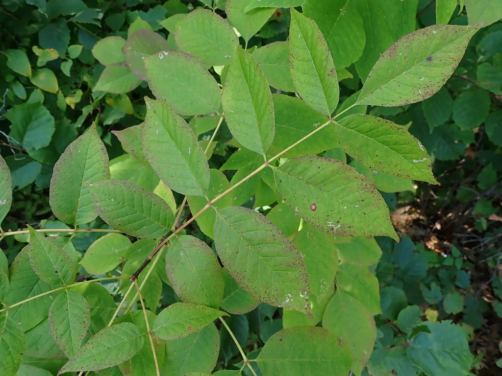 Fraxinus Americana