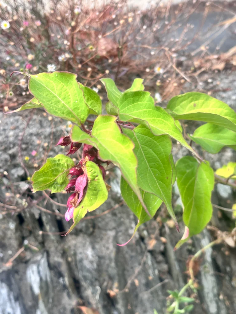 Leycesteria formosa