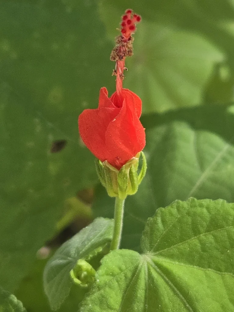 Malvaviscus Arboreus