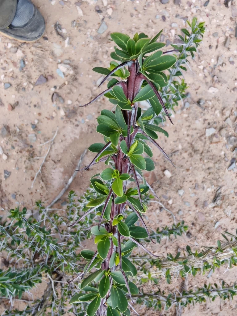 Fouquieria Splendens