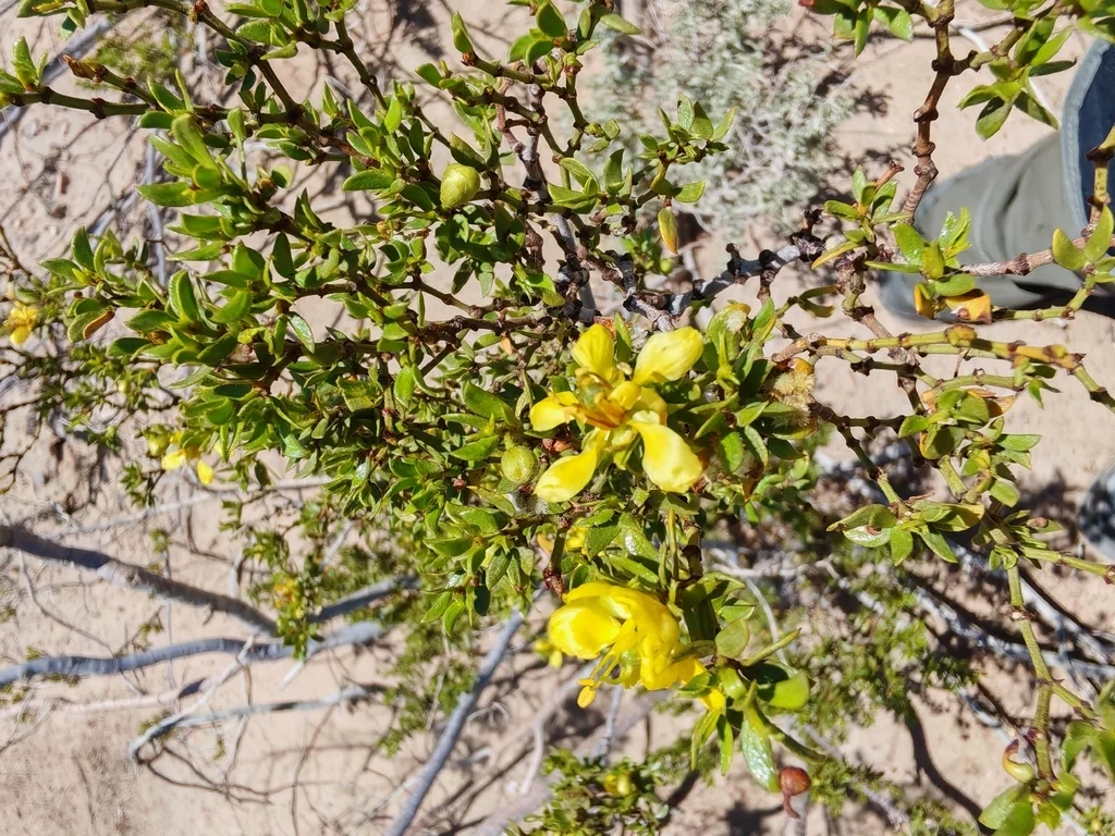 Larrea Tridentata