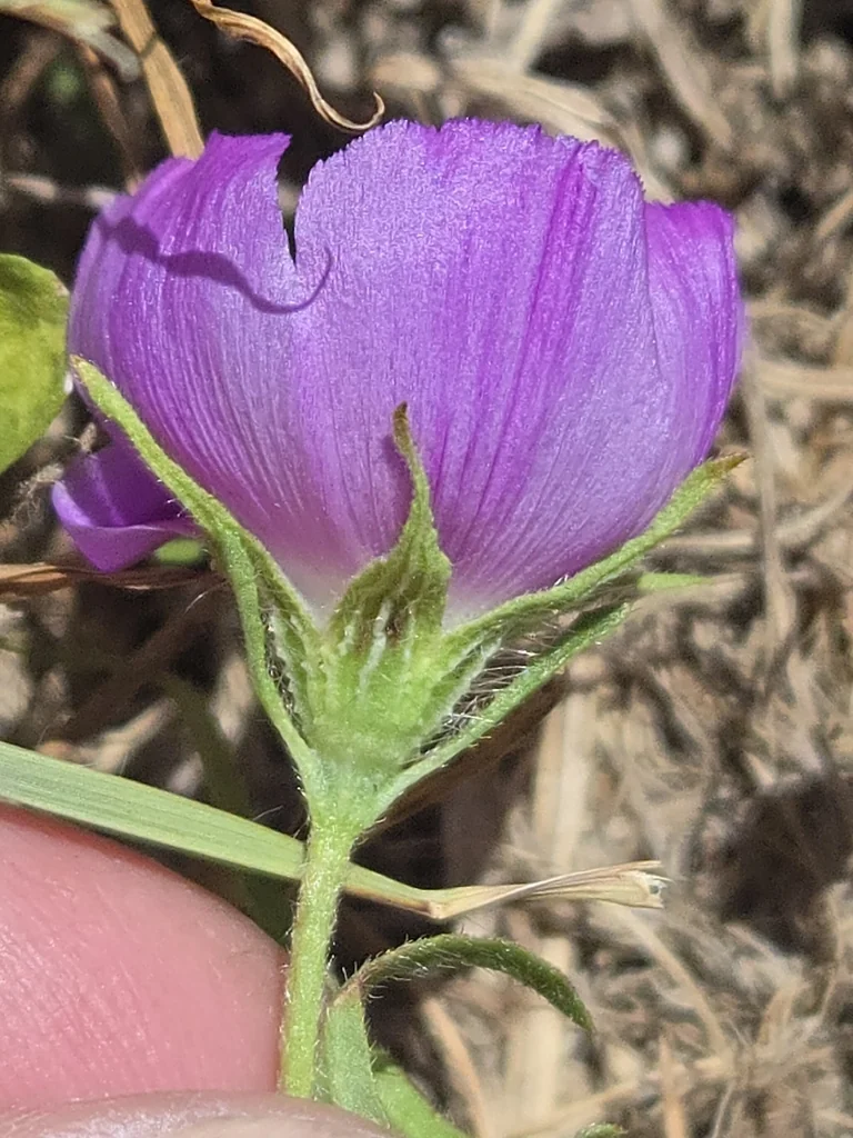 Callirhoe Involucrata