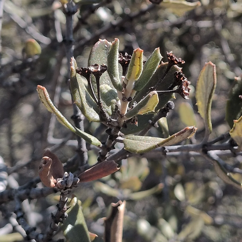 Ceanothus Crassifolius