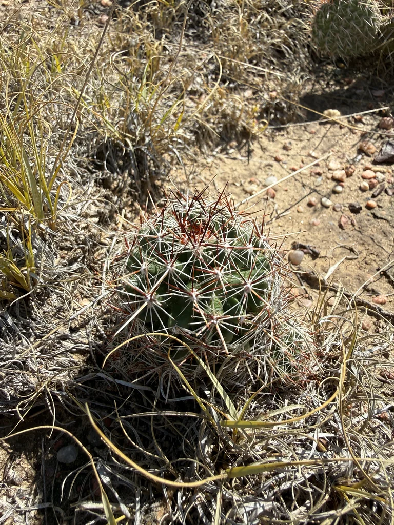 Escobaria Vivipara