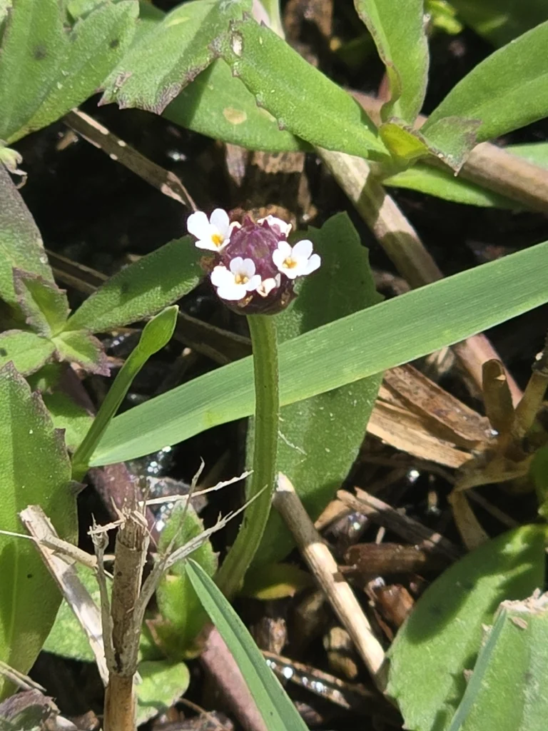 Lippia Nodiflora