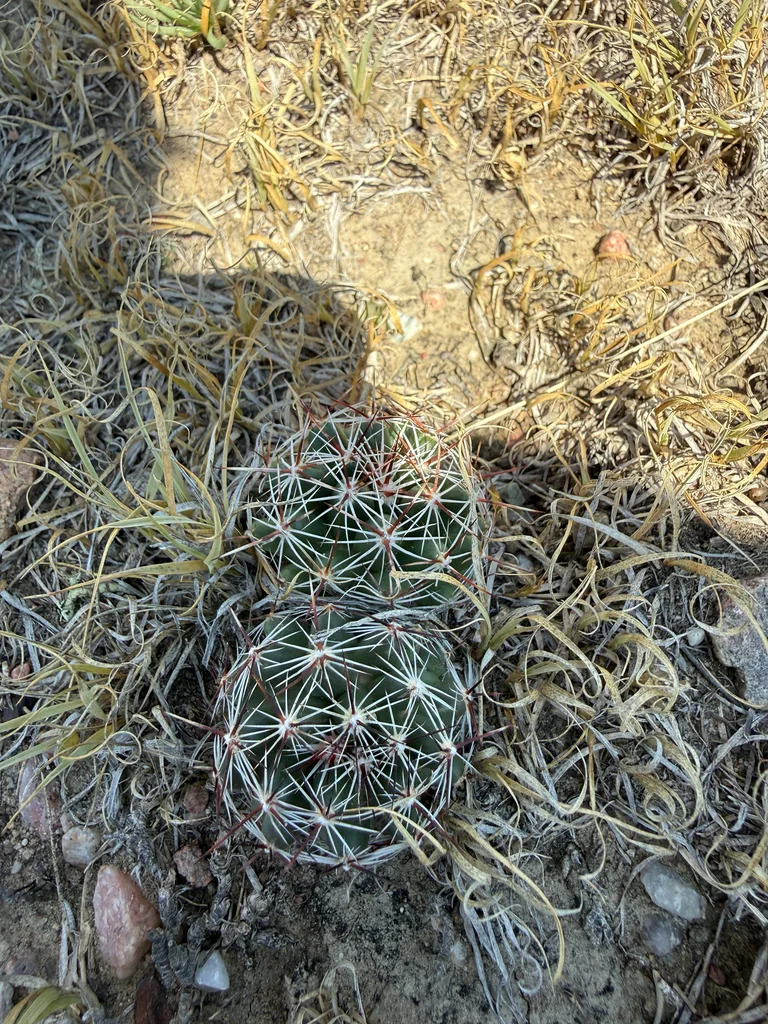 Escobaria Vivipara
