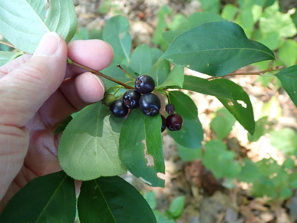 Aronia melanocarpa
