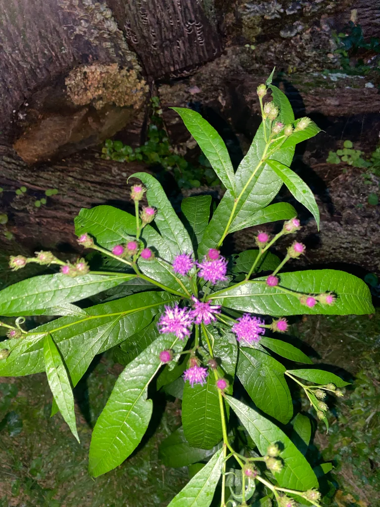 Vernonia Noveboracensis