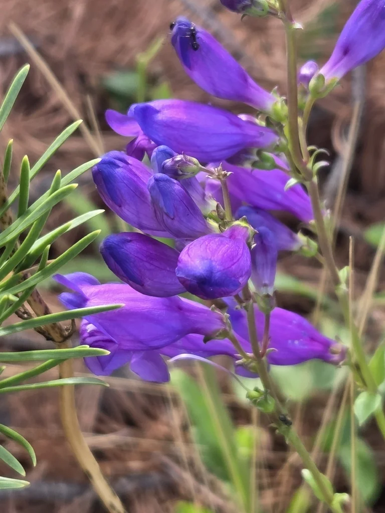 Penstemon Strictus