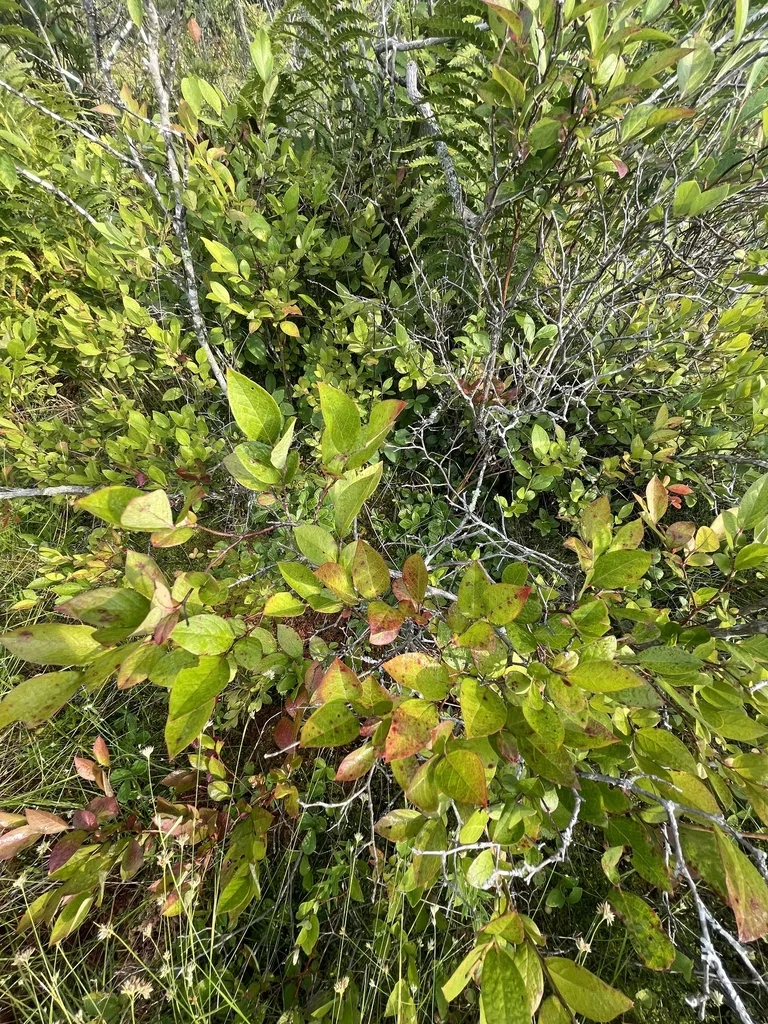 Vaccinium Corymbosum