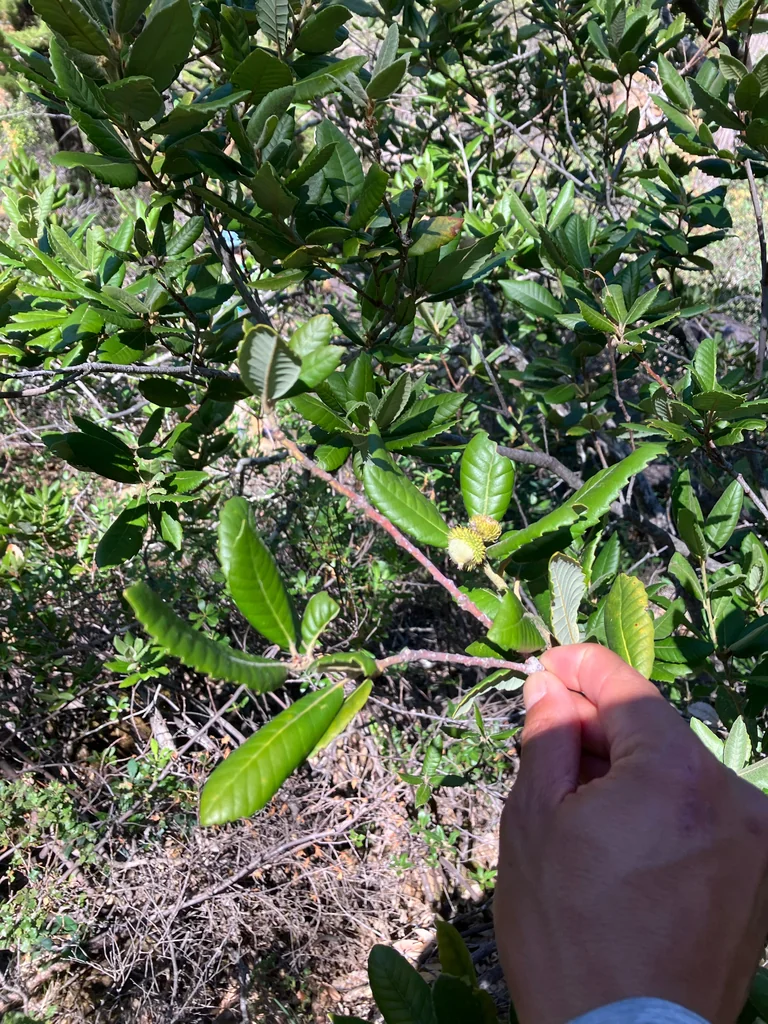 Notholithocarpus Densiflorus