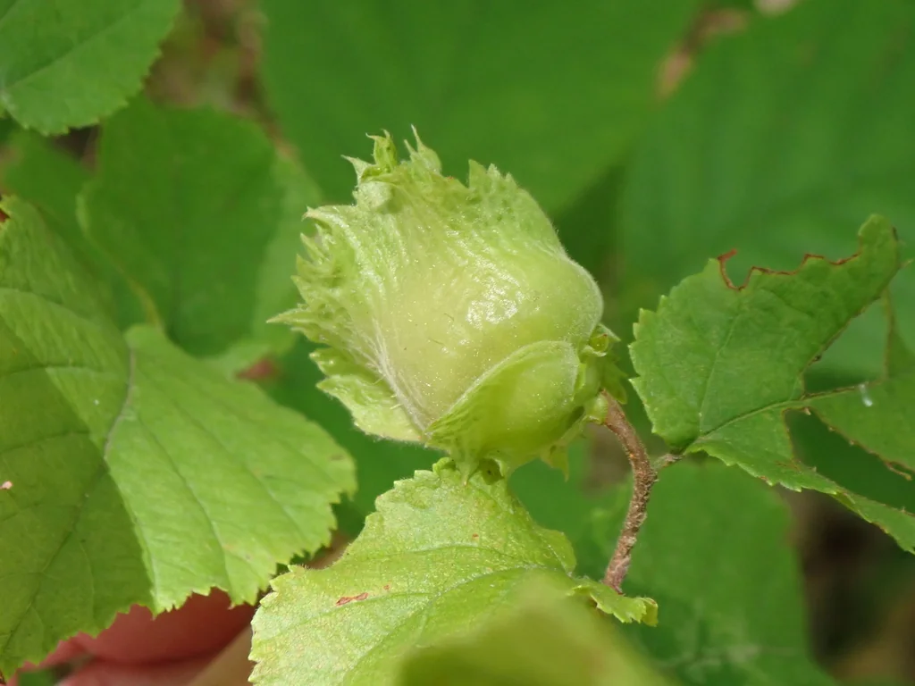 Corylus Americana