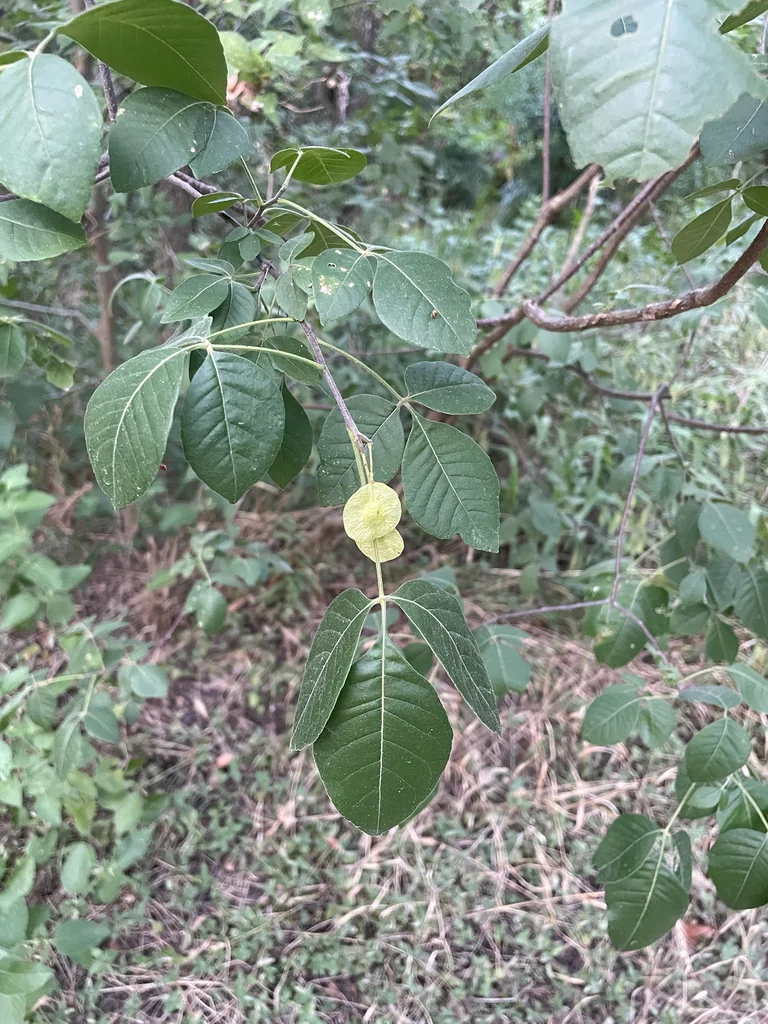 Ptelea Trifoliata