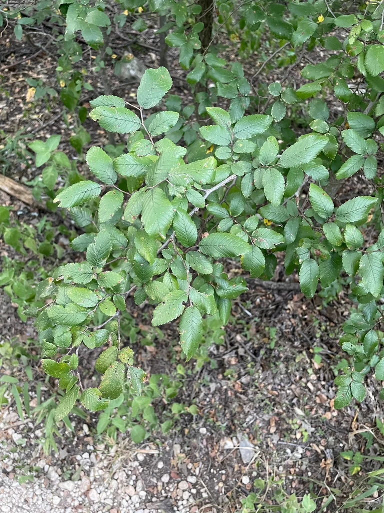 Ulmus Crassifolia