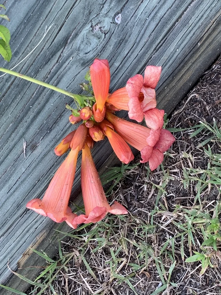 Campsis Radicans