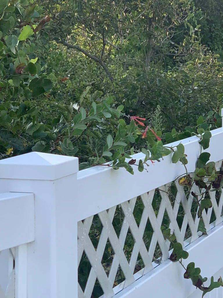 Lonicera Sempervirens