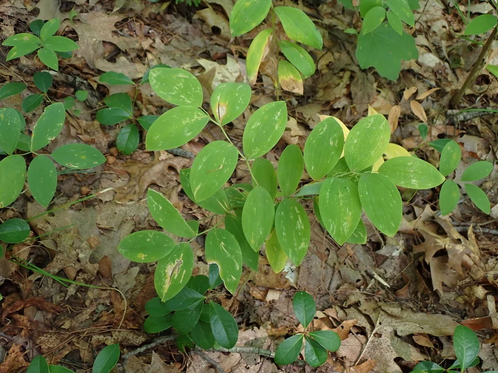 Uvularia Sessilifolia