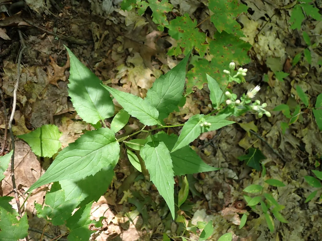 Eurybia divaricata