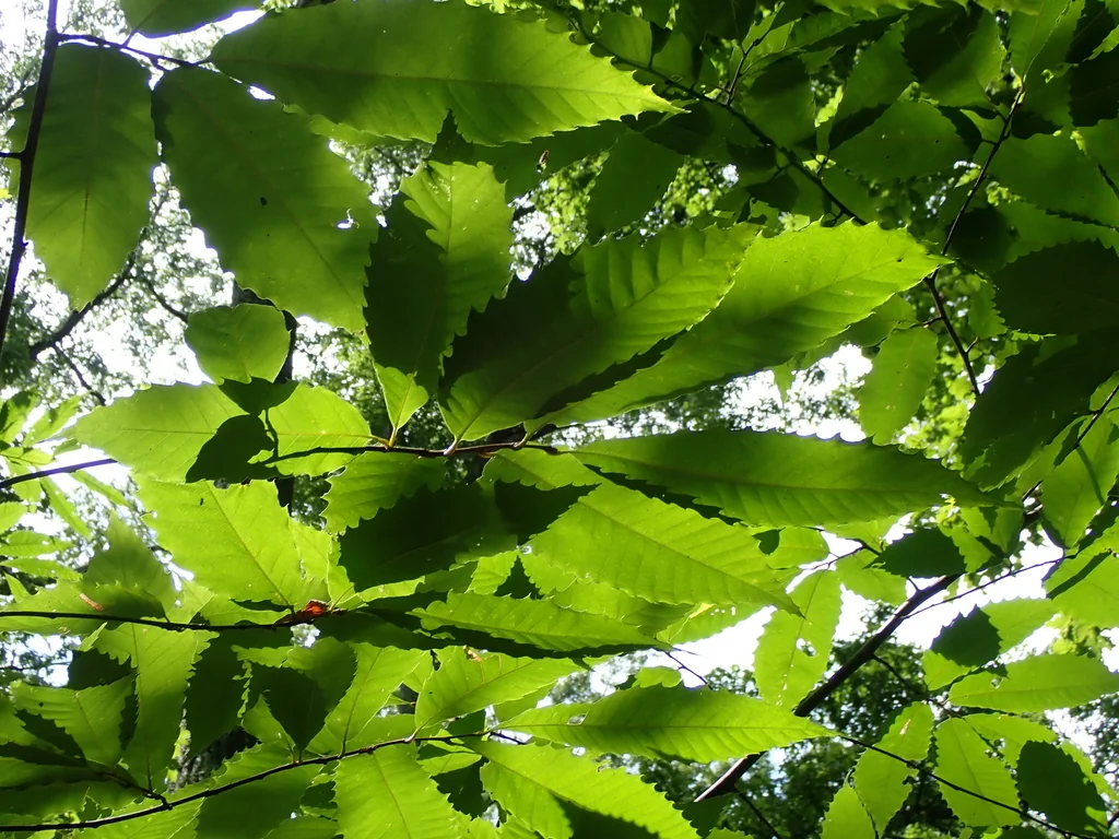 Castanea Dentata