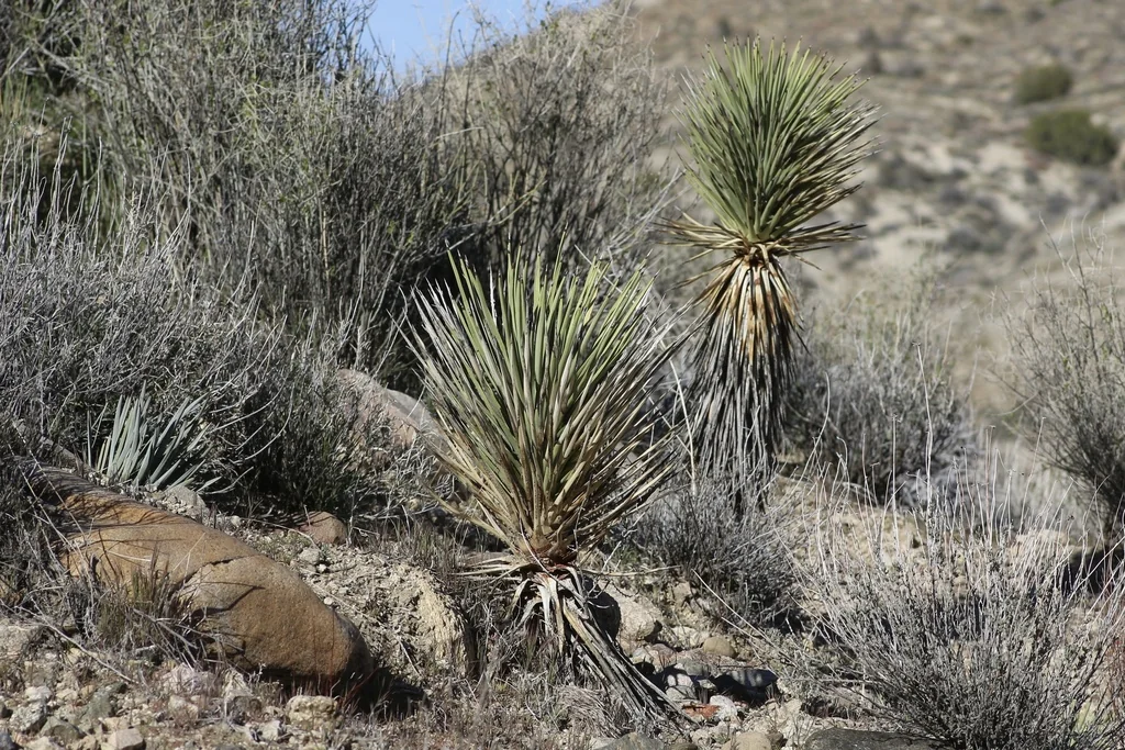 Yucca Brevifolia