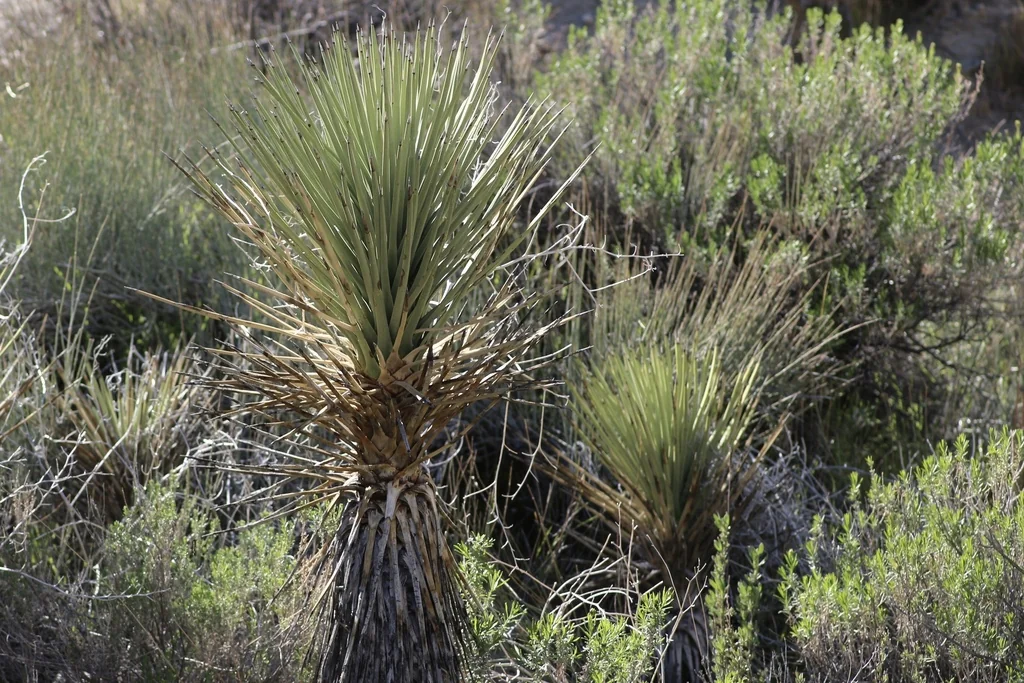 Yucca Brevifolia