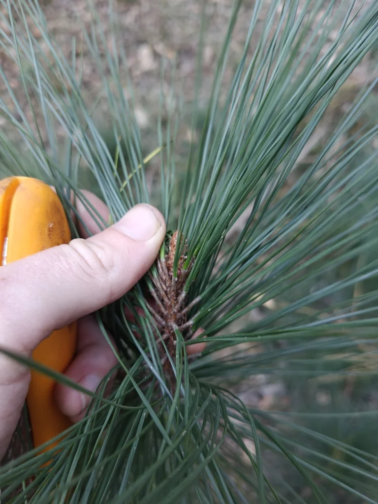Pinus Elliotii