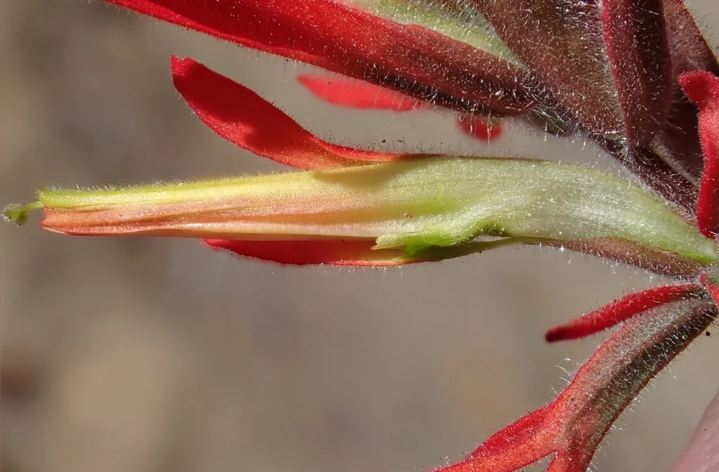 Castilleja Affinis