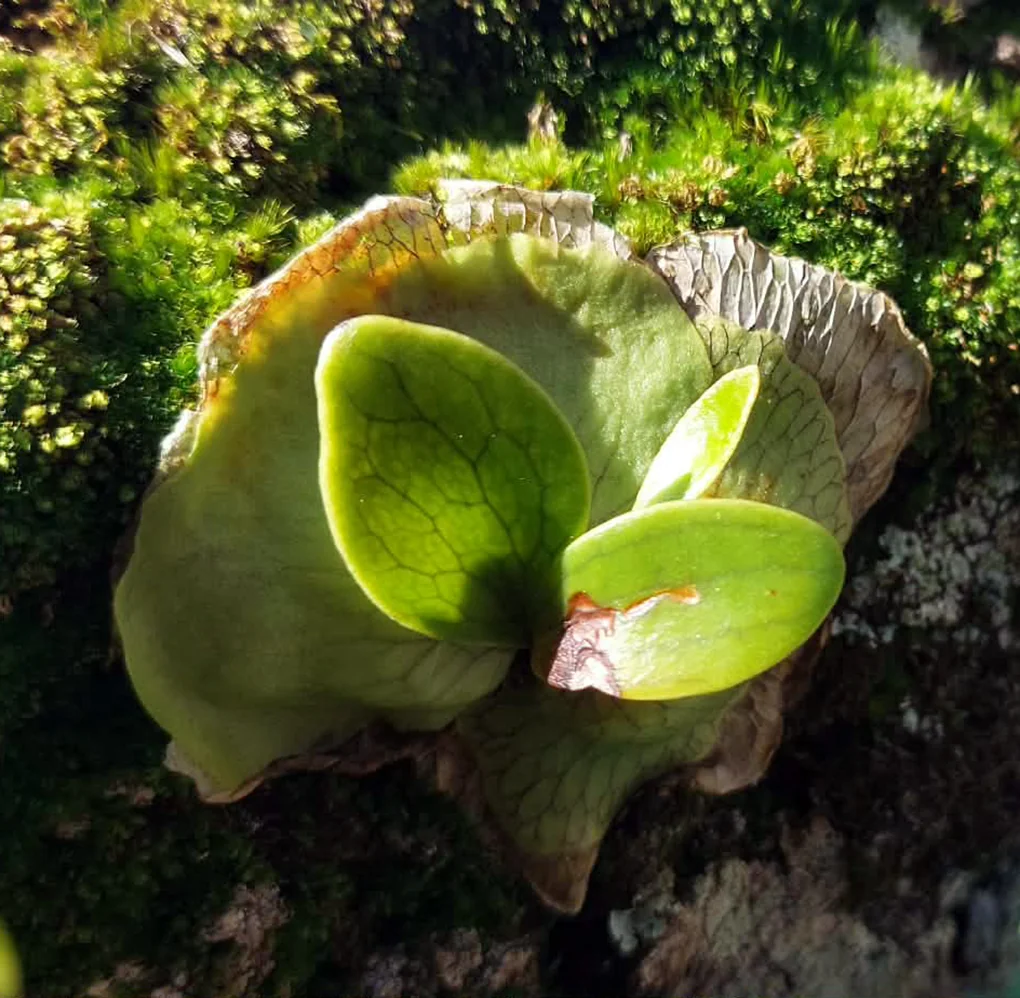Platycerium bifurcatum