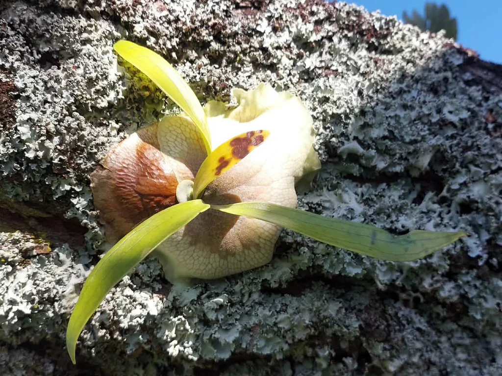 Platycerium bifurcatum