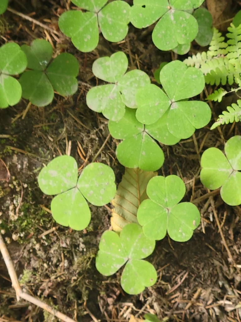 Oxalis Oregana