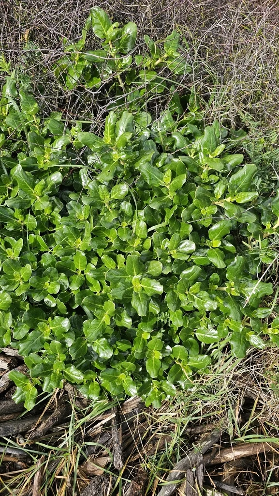 Coprosma repens