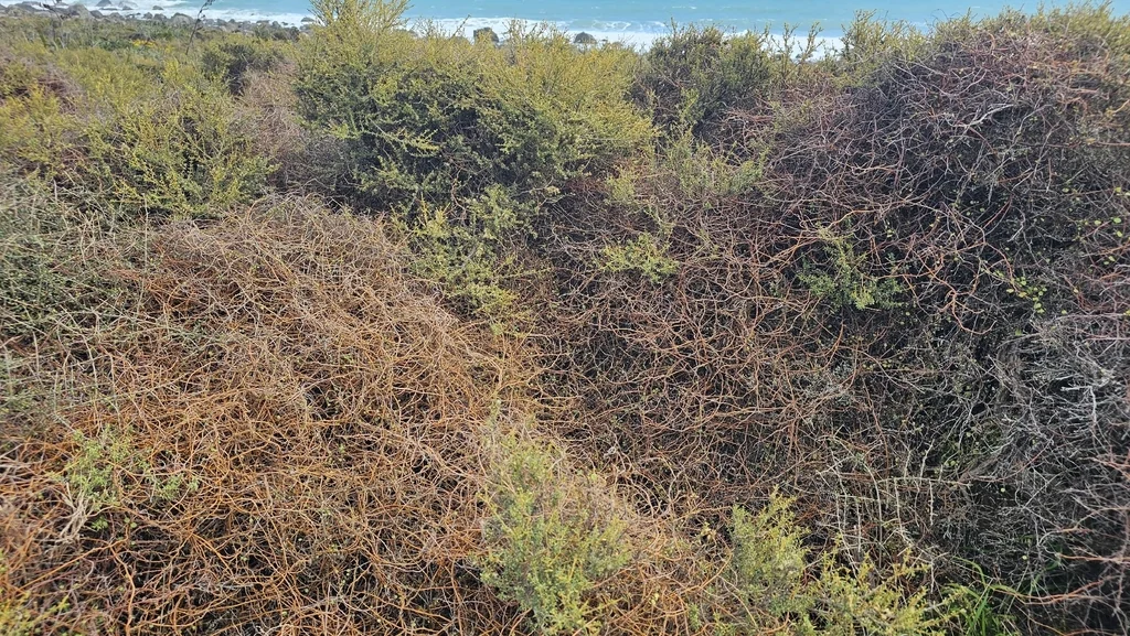 Muehlenbeckia complexa