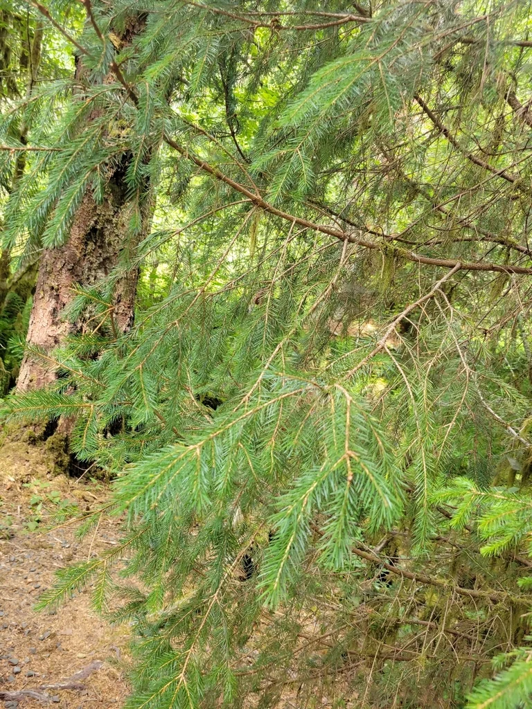 Picea Sitchensis