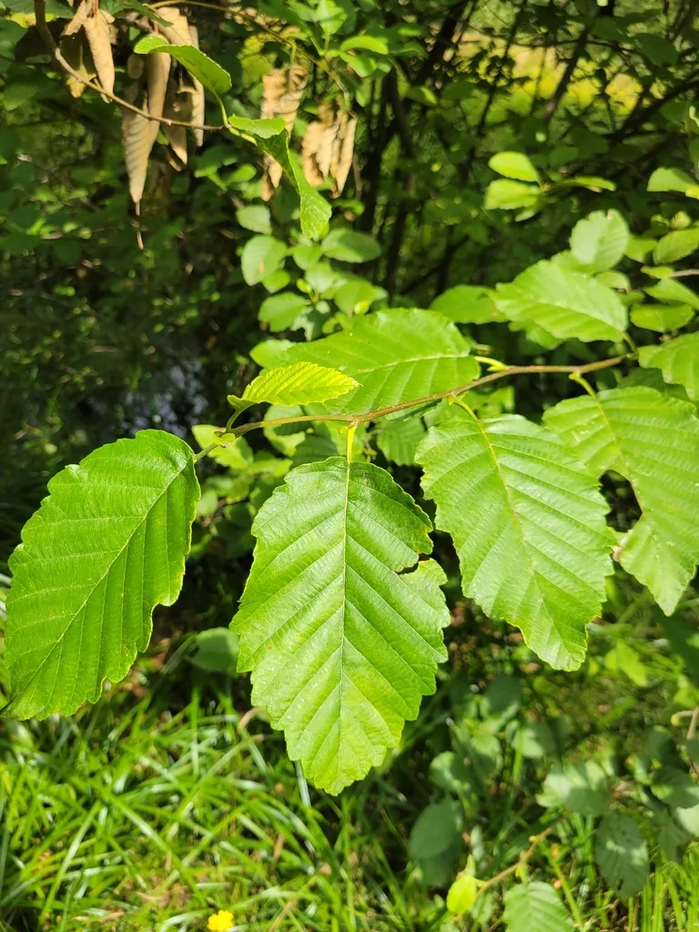 Alnus Rubra