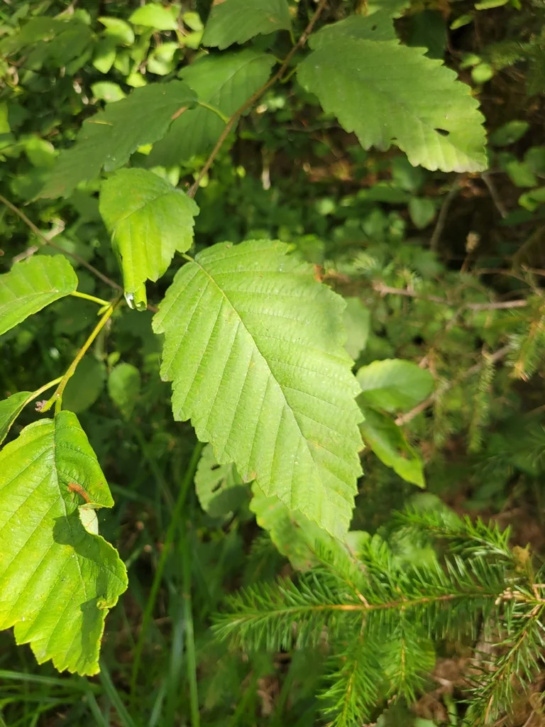 Alnus Rubra