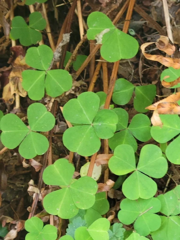 Oxalis Oregana