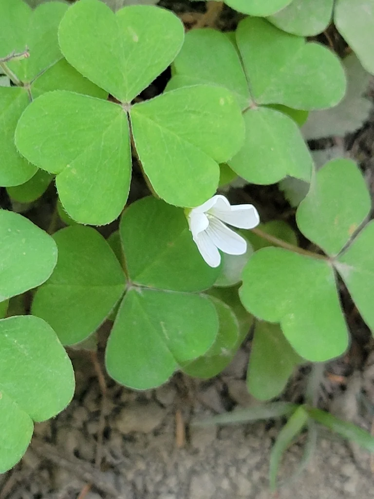 Oxalis Oregana