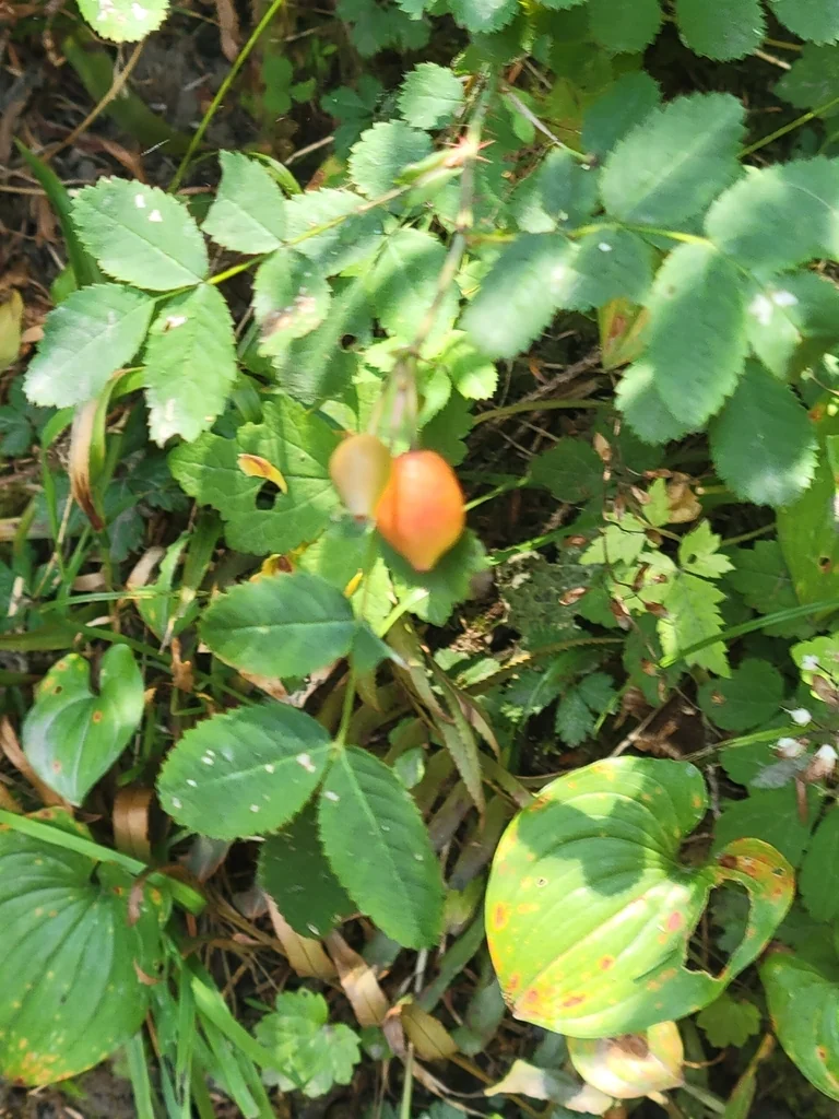 Rosa gymnocarpa