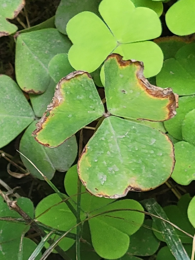 Oxalis Oregana