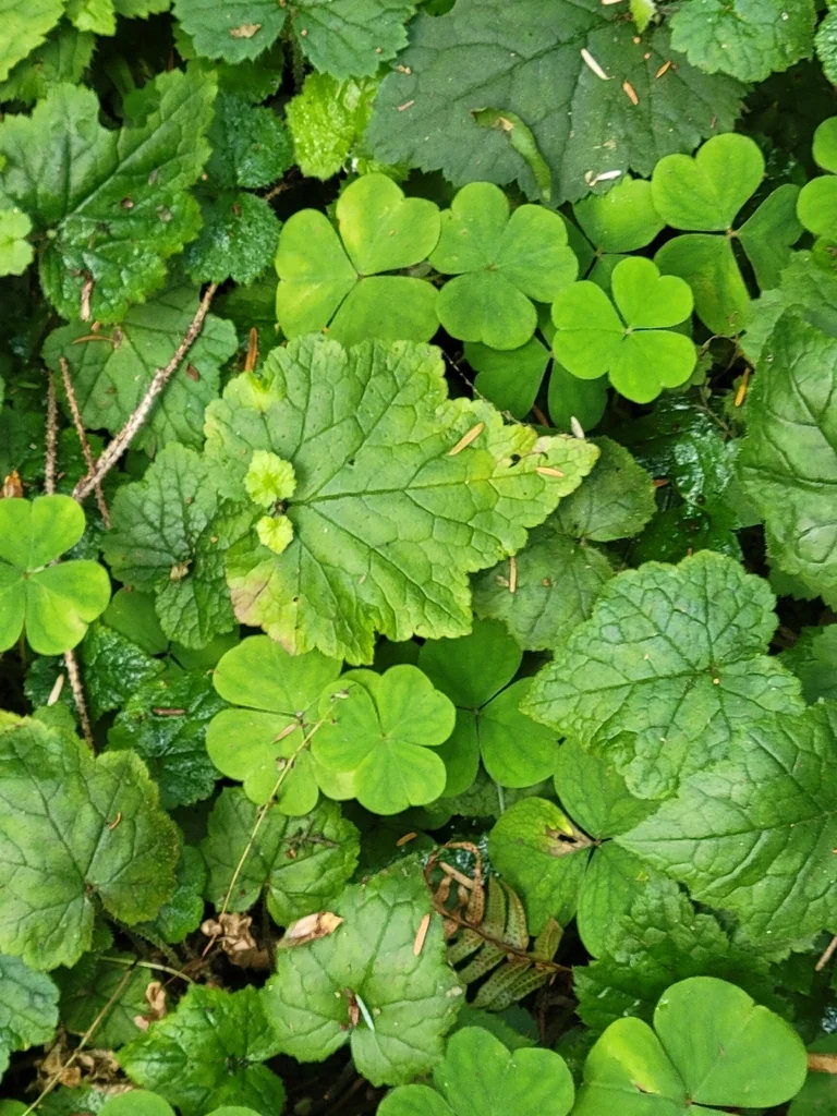 Tolmiea Menziesii