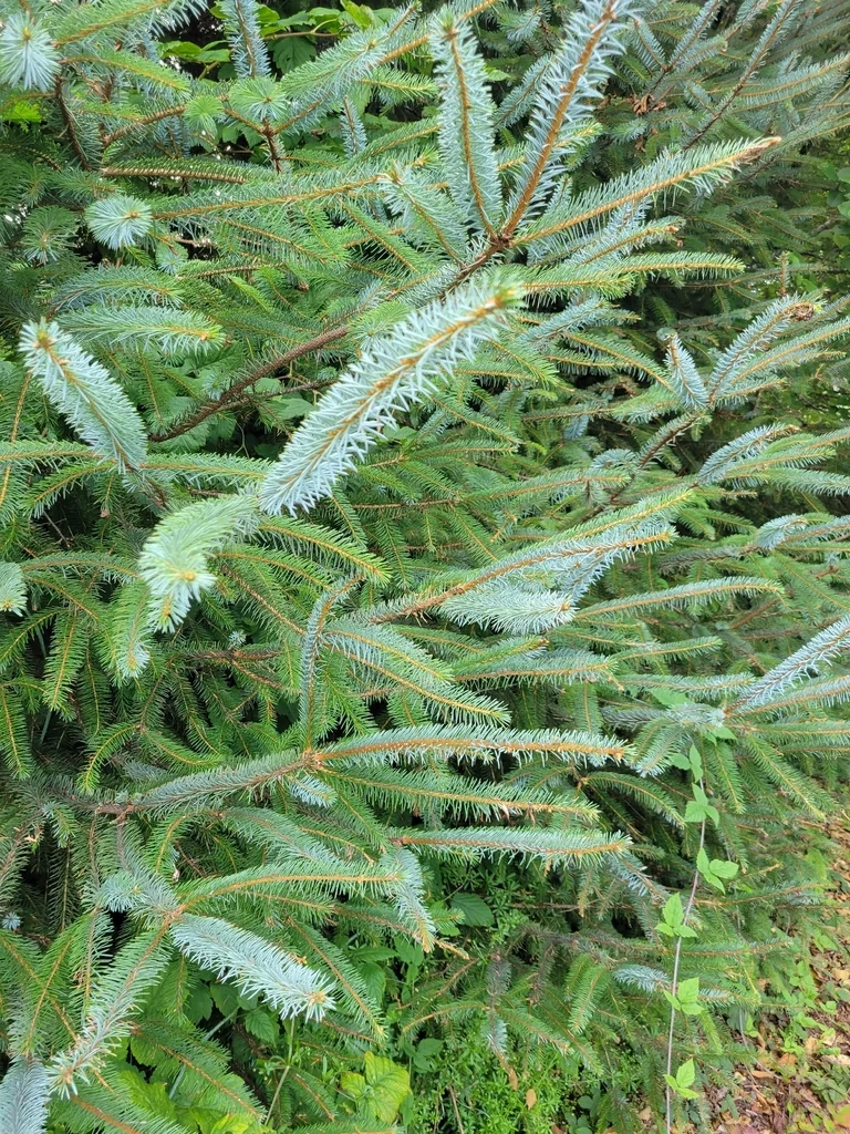 Picea Sitchensis