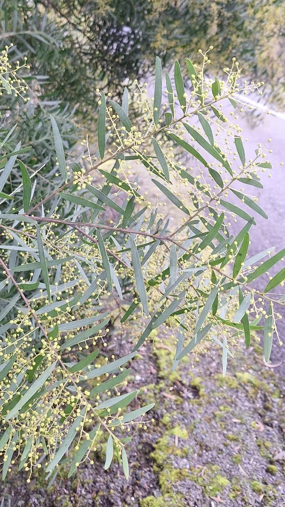 Acacia Fimbriata