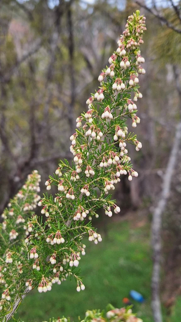 Erica Arborea