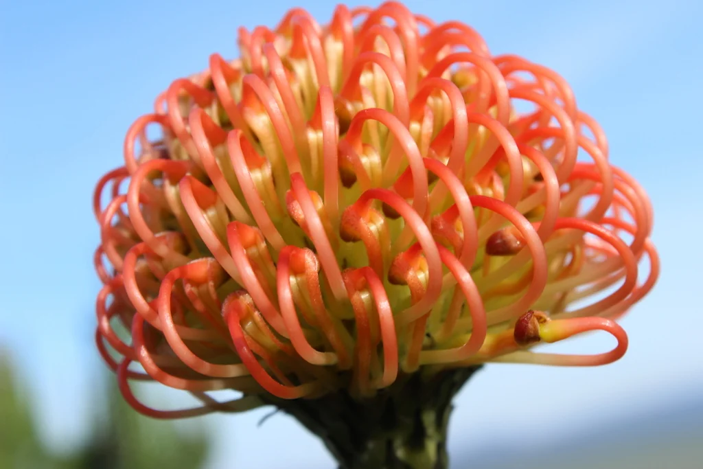 Leucospermum Cordifolium