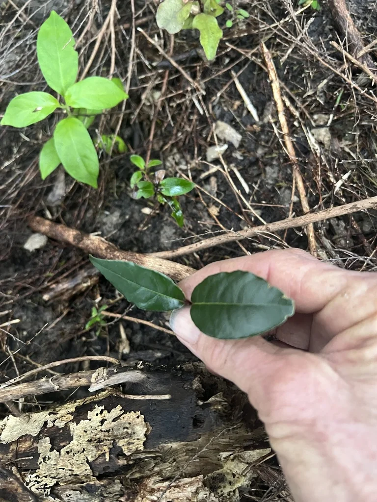 Laurus Nobilis