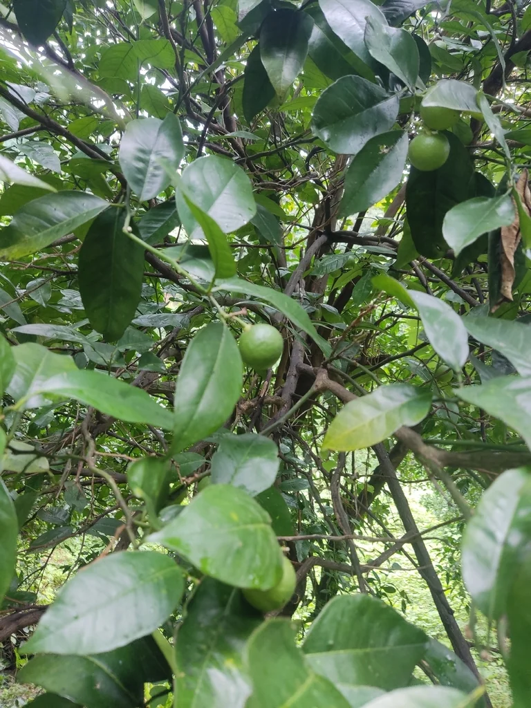 Citrus Tangerina