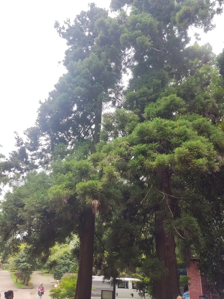 Sequoia sempervirens
