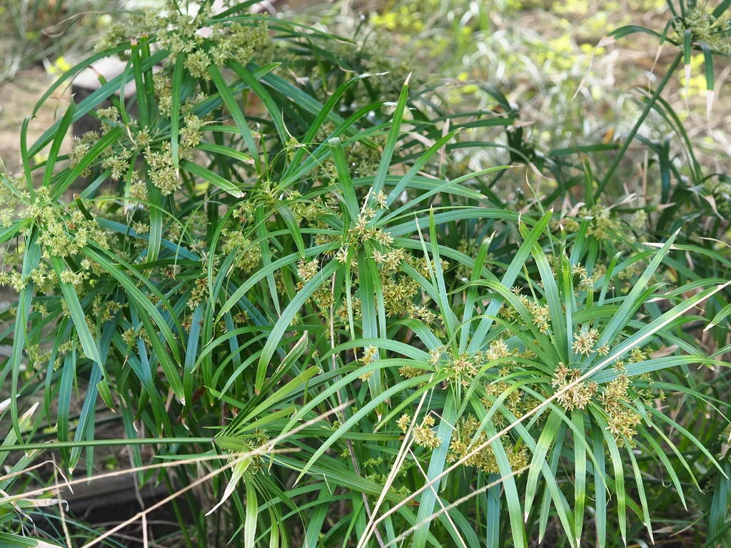 Cyperus involucratus