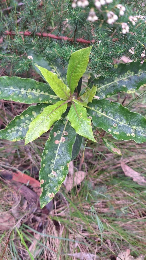 Pittosporum Undulatum